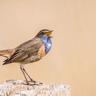 Blaukehlchen Männchen begrüßt den Tag