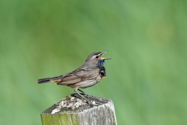 Blaukehlchen Männchen