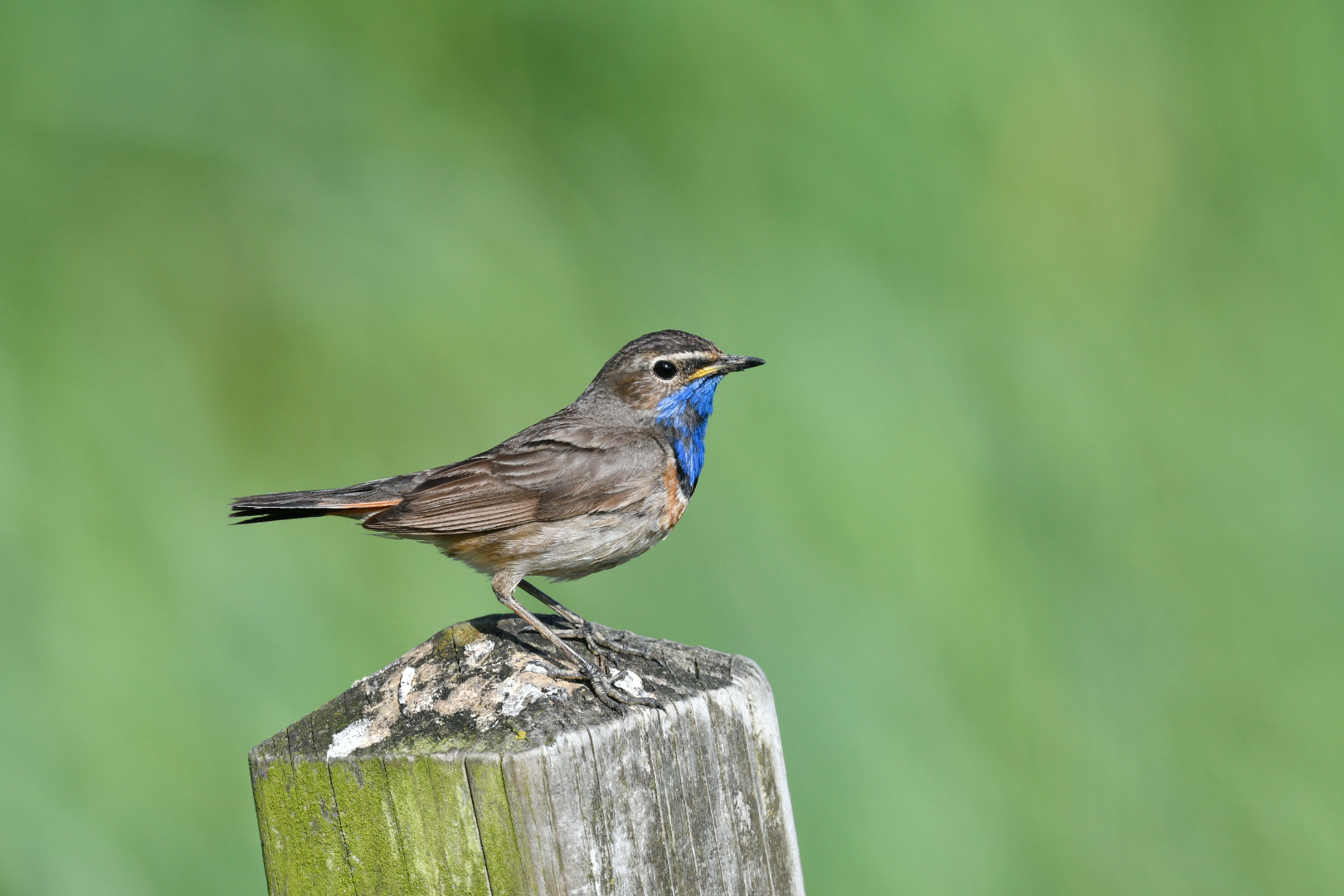 Blaukehlchen Männchen