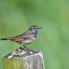 Blaukehlchen Männchen