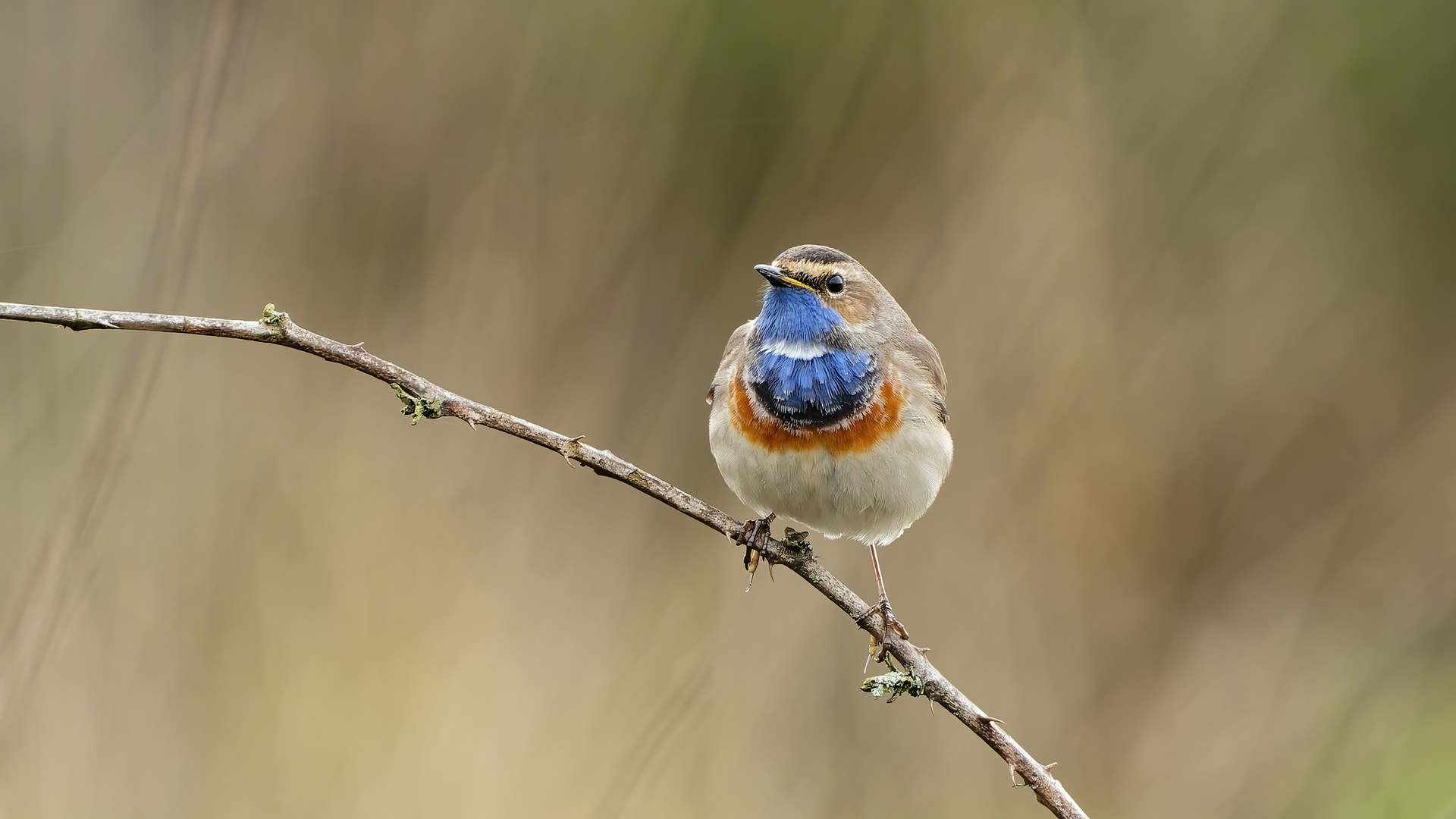 Blaukehlchen Männchen