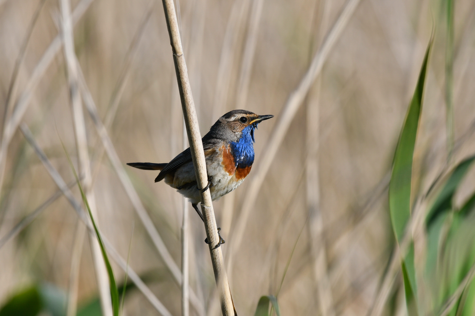 Blaukehlchen Männchen im Schilff