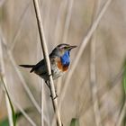 Blaukehlchen Männchen im Schilff