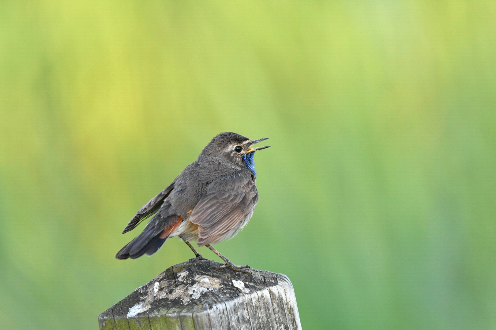 Blaukehlchen Männchen im Sonnenuntergang