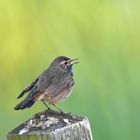 Blaukehlchen Männchen im Sonnenuntergang