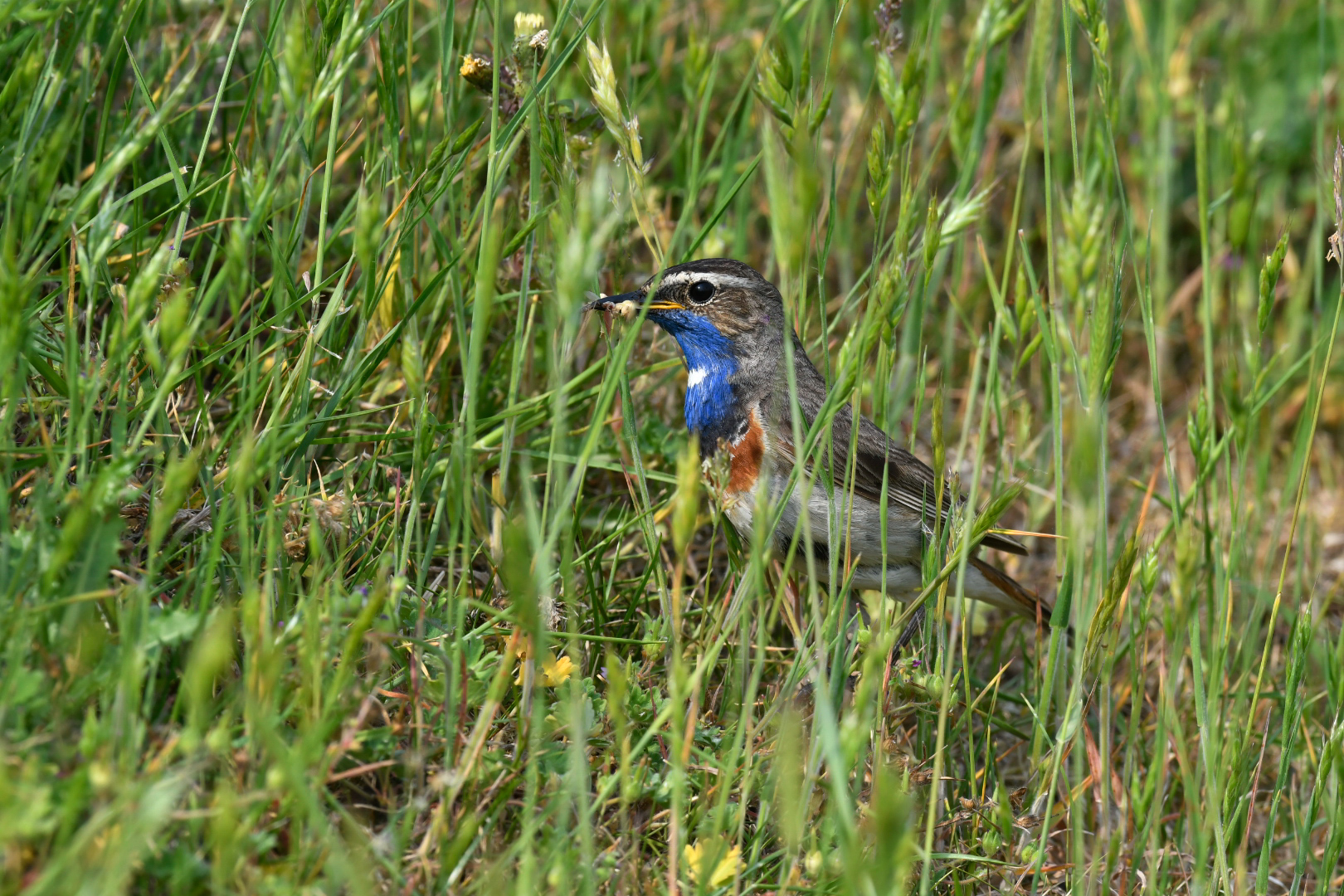 Blaukehlchen Männchen mit Futter