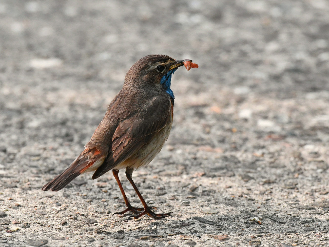 Blaukehlchen. Männchen mit Futter.