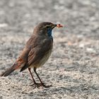 Blaukehlchen. Männchen mit Futter.