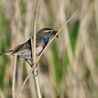 Blaukehlchen Männchen mit Futter