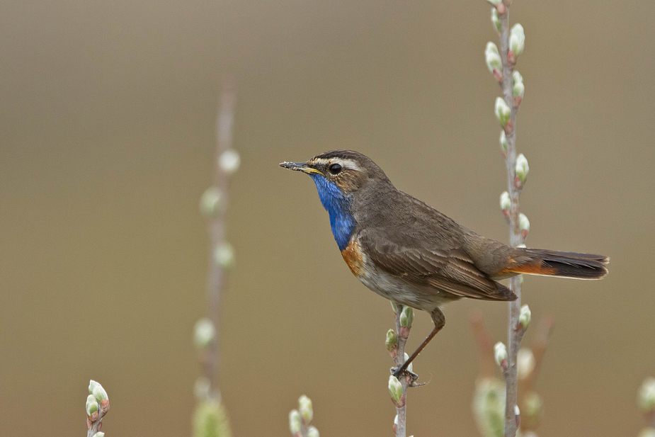 Blaukehlchen, männl. (Luscinia svecica),