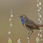 Blaukehlchen, männl. (Luscinia svecica),