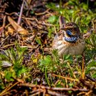 "BLAUKEHLCHEN", männlich