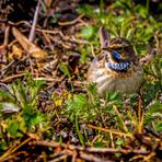 "BLAUKEHLCHEN", männlich