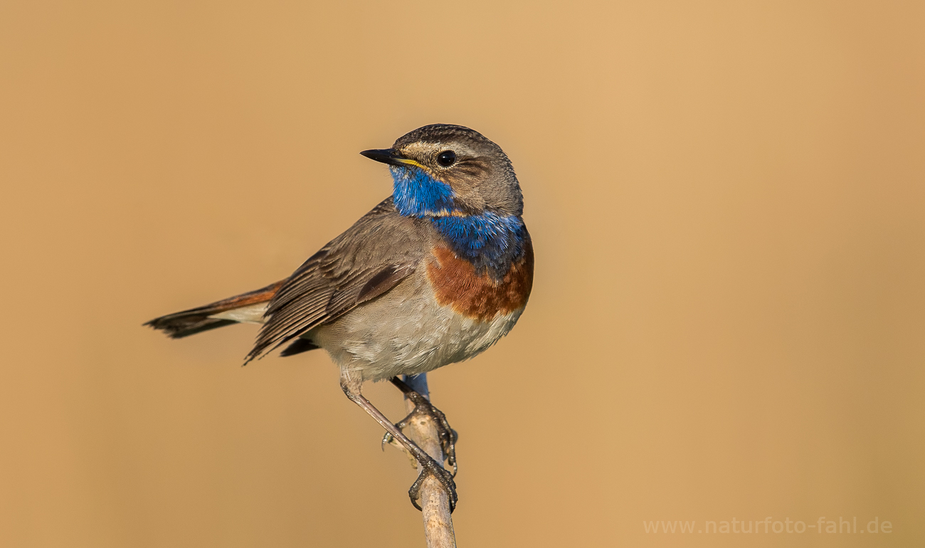 Blaukehlchen - man kann es ja auch nicht übersehen