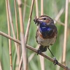 BLAUKEHLCHEN mit Beute