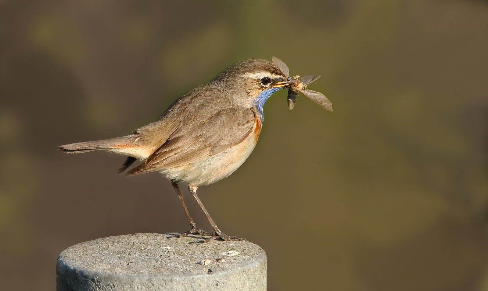 Blaukehlchen mit Beute