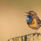 Blaukehlchen mit einem Bein