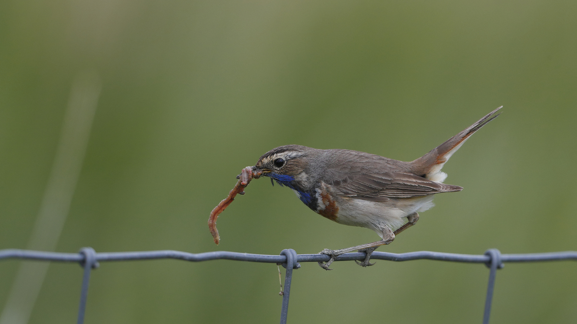 Blaukehlchen mit fetter Beute