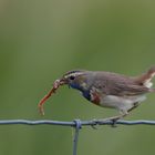 Blaukehlchen mit fetter Beute