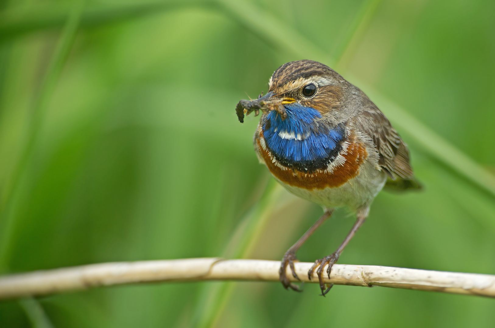 Blaukehlchen mit Futter