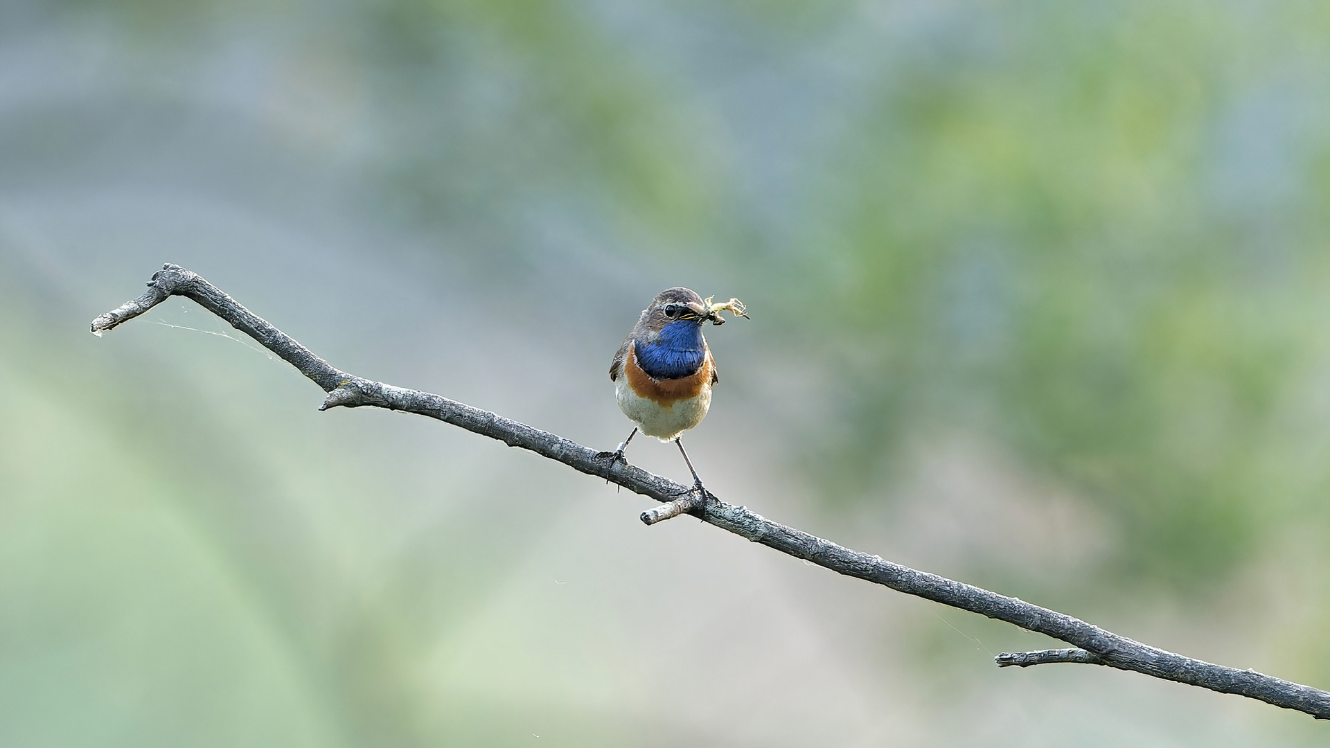 Blaukehlchen mit Futter (Doku)