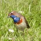 Blaukehlchen mit Gänseblümchen