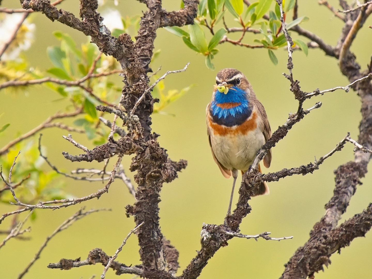 Blaukehlchen mit Halskrause