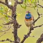 Blaukehlchen mit Halskrause