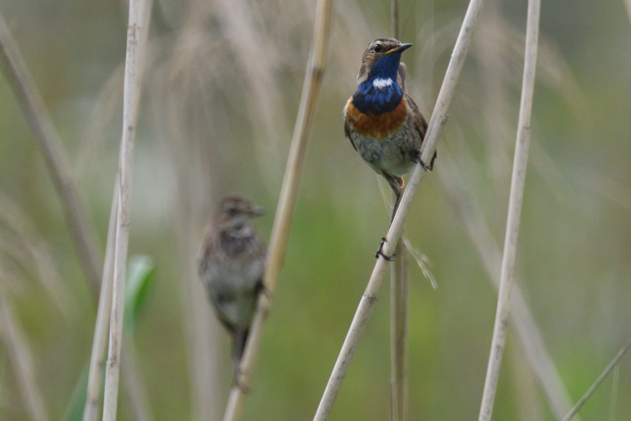 Blaukehlchen mit Jungvogel