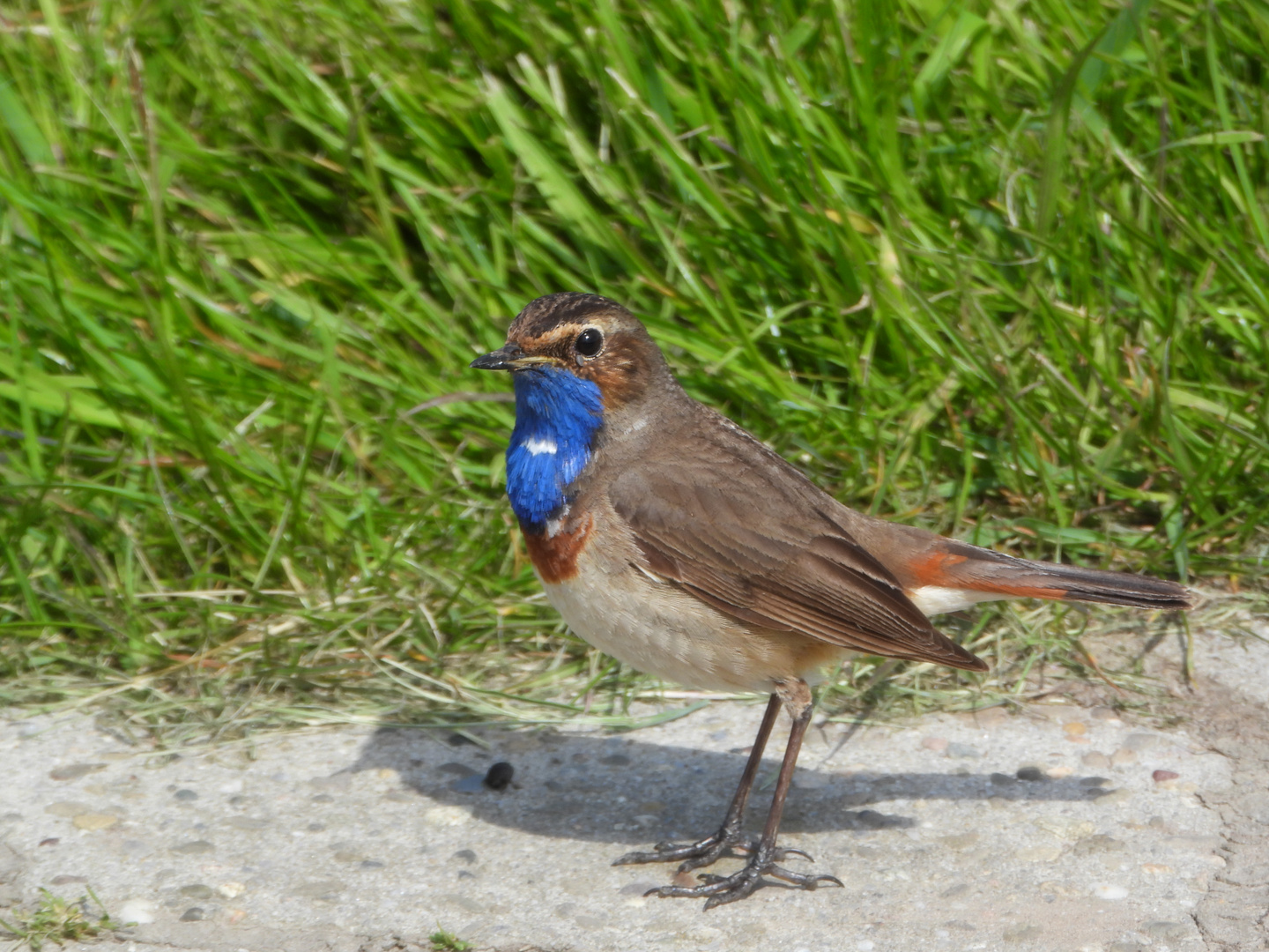 Blaukehlchen mit Schatten