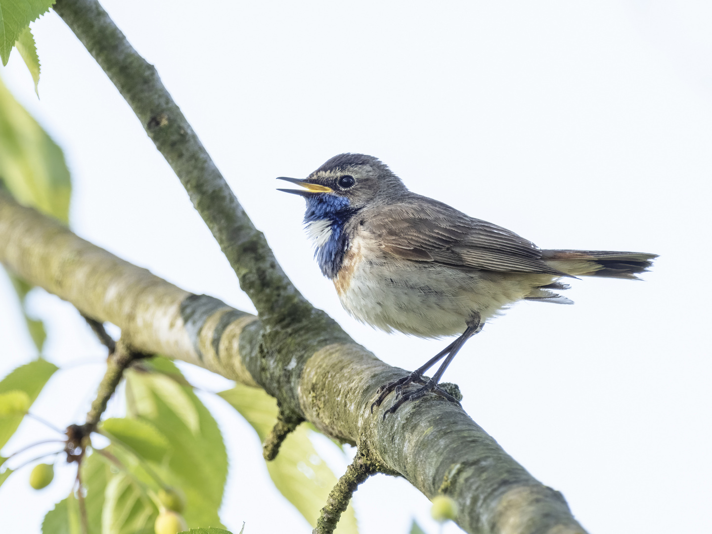 Blaukehlchen piept