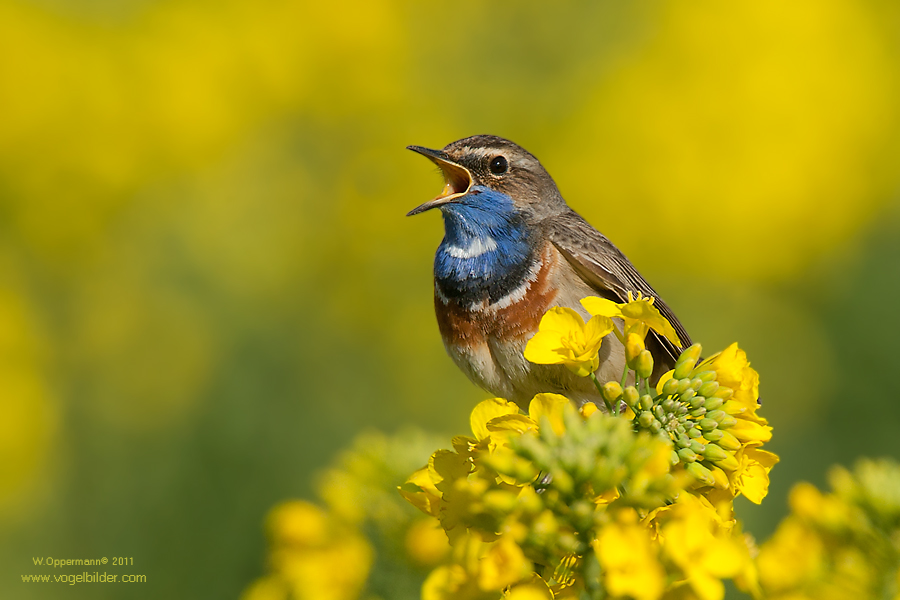 Blaukehlchen -Rapskehlchen