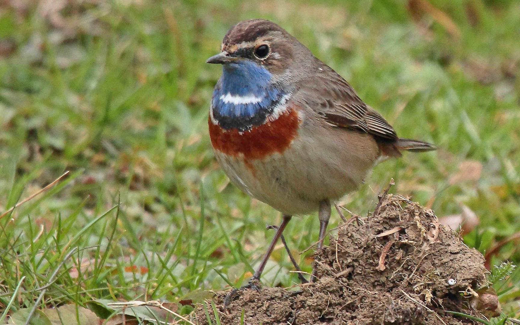 Blaukehlchen Rast