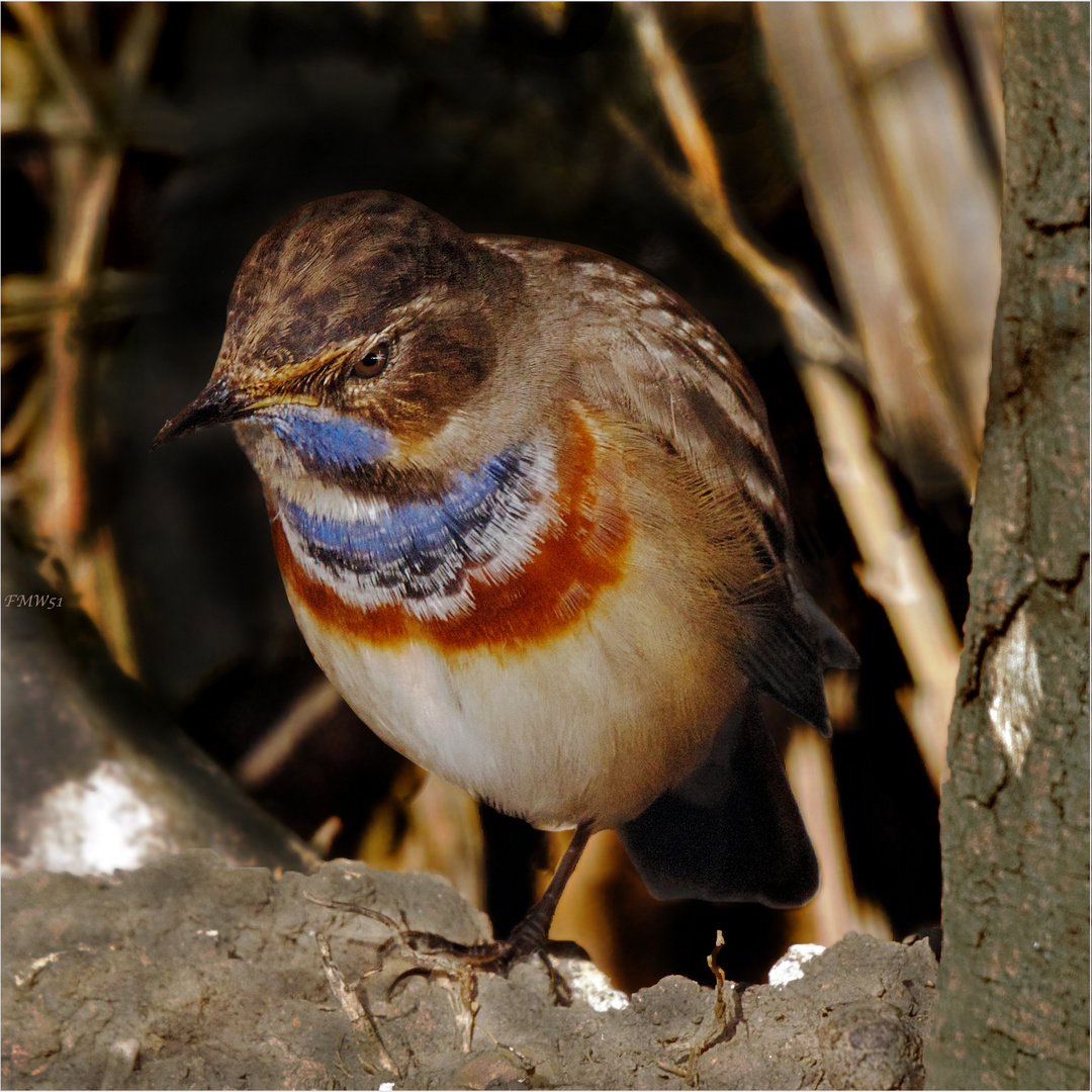 Blaukehlchen Roland