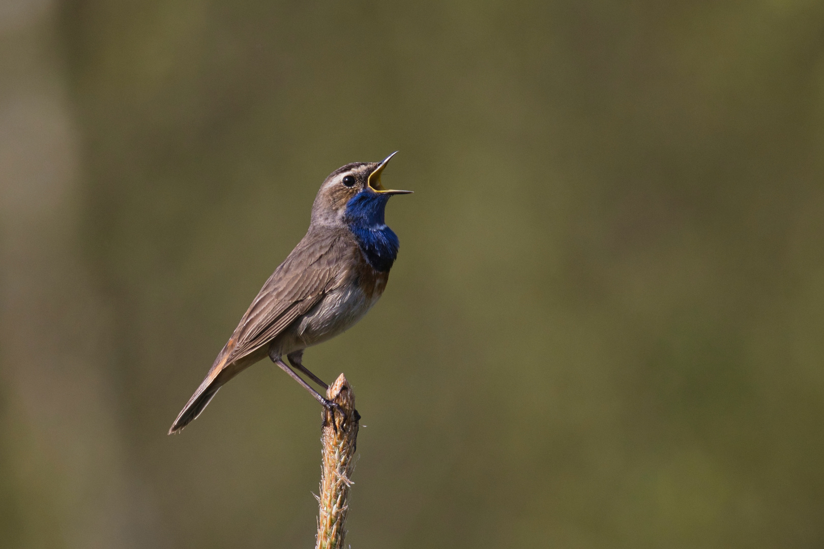 Blaukehlchen schmettert seinen Song