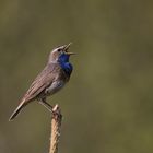 Blaukehlchen schmettert seinen Song