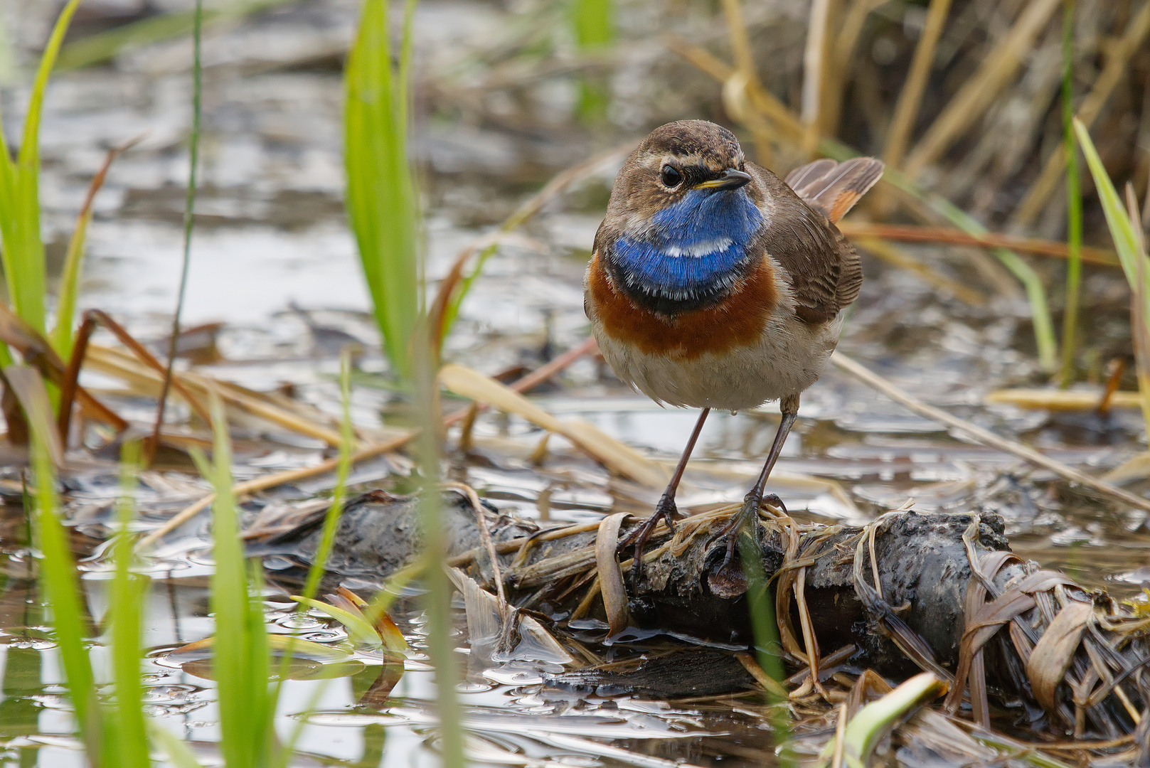 Blaukehlchen,  sie sind wieder da...