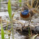 Blaukehlchen,  sie sind wieder da...