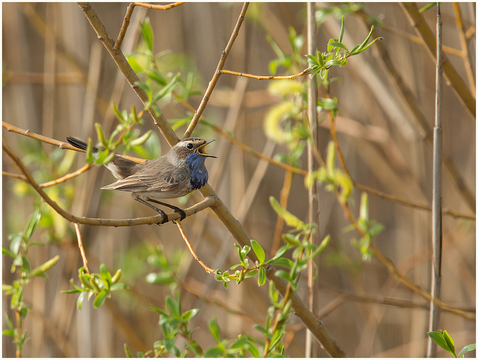 Blaukehlchen singend