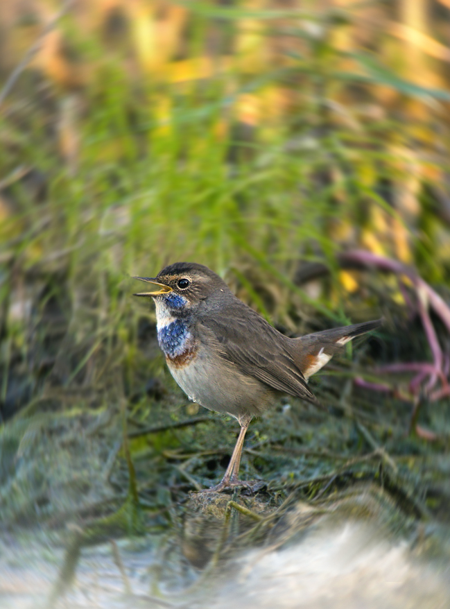 Blaukehlchen singt