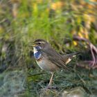 Blaukehlchen singt