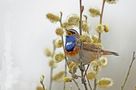 Blaukehlchen singt im Weidengebüsch von Heinz Schmalenstroth