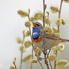 Blaukehlchen singt im Weidengebüsch