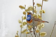 Blaukehlchen singt im Weidengebüsch