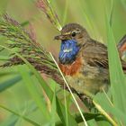 Blaukehlchen Vater im Stress!