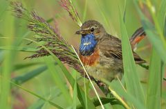 Blaukehlchen Vater im Stress!