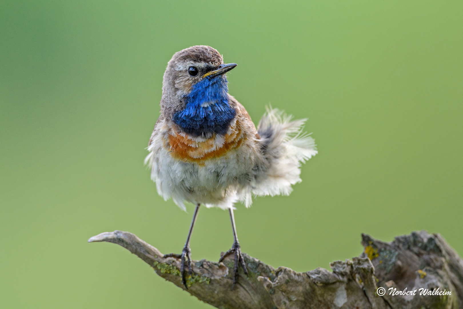 Blaukehlchen vom Winde....