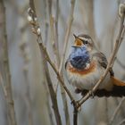 Blaukehlchen von Texel