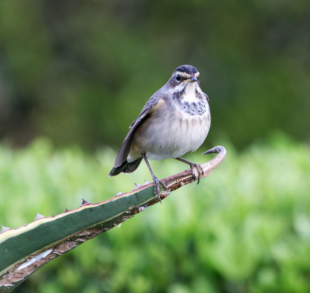 Blaukehlchen Weibchen, Sommerresidenz Rotes Meer. 