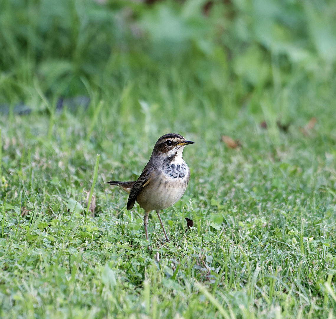 Blaukehlchen Weibchen, Sommerresidenz Rotes Meer.